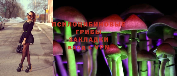 хмурый Аркадак